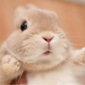 Meet your Posher, Ary